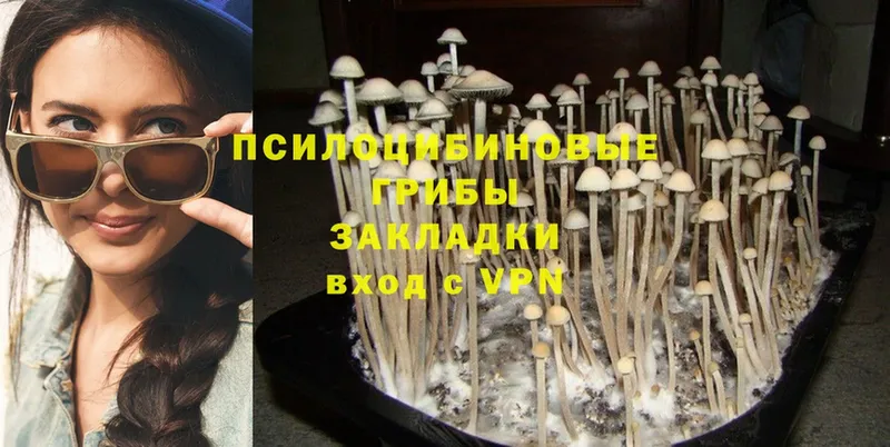 купить  цена  Чебоксары  Галлюциногенные грибы Psilocybe 